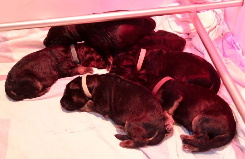 Chiot Berger Allemand Poil Long du château de Corveissiat