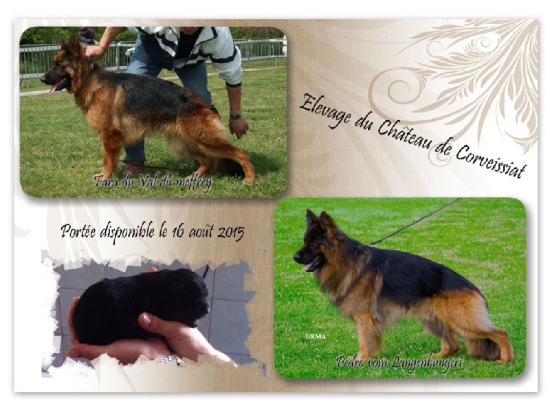 du château de Corveissiat - Berger Allemand Poil Long - Portée née le 16/06/2015