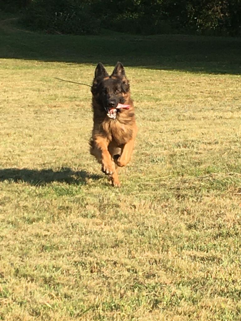 du château de Corveissiat - Chiots disponibles - Berger Allemand Poil Long